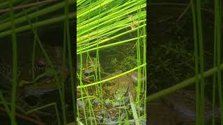 Green frogs (Lithobates clamitans)