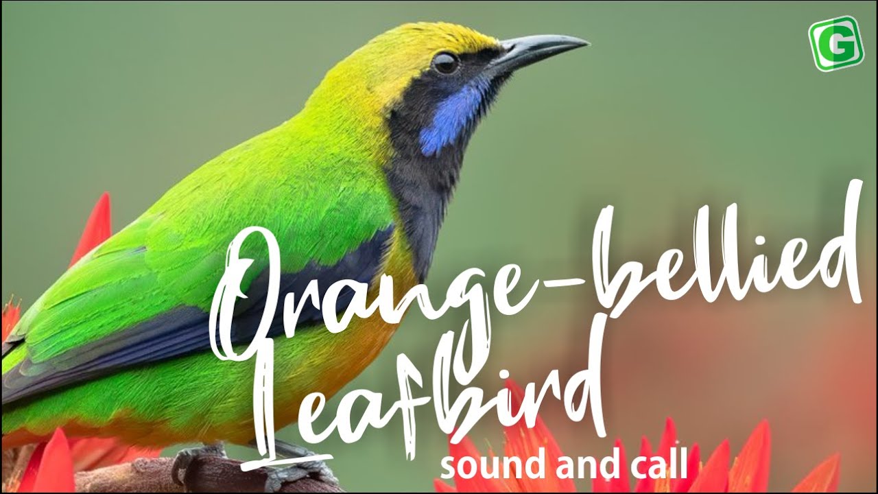 Orange-bellied Leafbird Singing Call And Sound