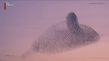 Spreeuwen dansen in Utrechtse lucht [RTV Utrecht]