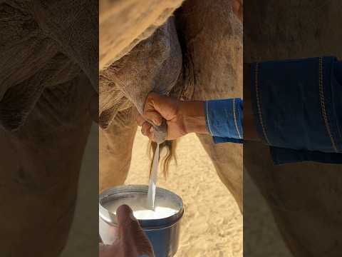 يصنع مزارعو الصحراء الشاي من روث الإبل الطازج