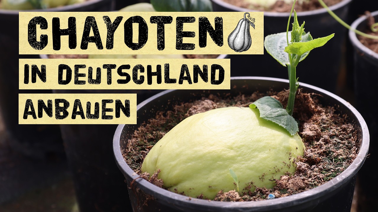Alles über Chayoten! Keimen, pflanzen & ernten – Was schmeckt dieses Gemüse? Gemüsebirne
