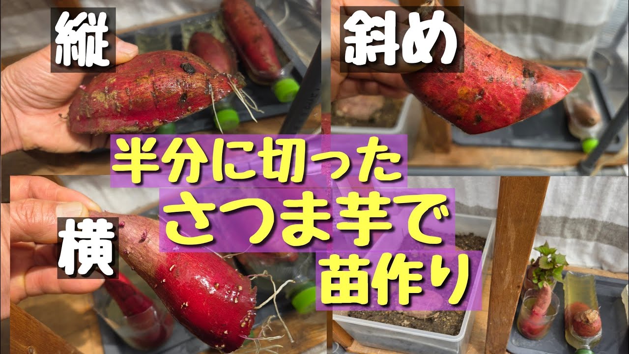 同梱分　墨こつめ札付きポットごと(発送時花芽切ります) Seedlings are made from sweet potatoes cut lengthwise, widthwise
