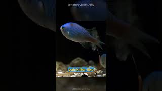 Killer Cone Snails | Nature Quest Daily | #shorts