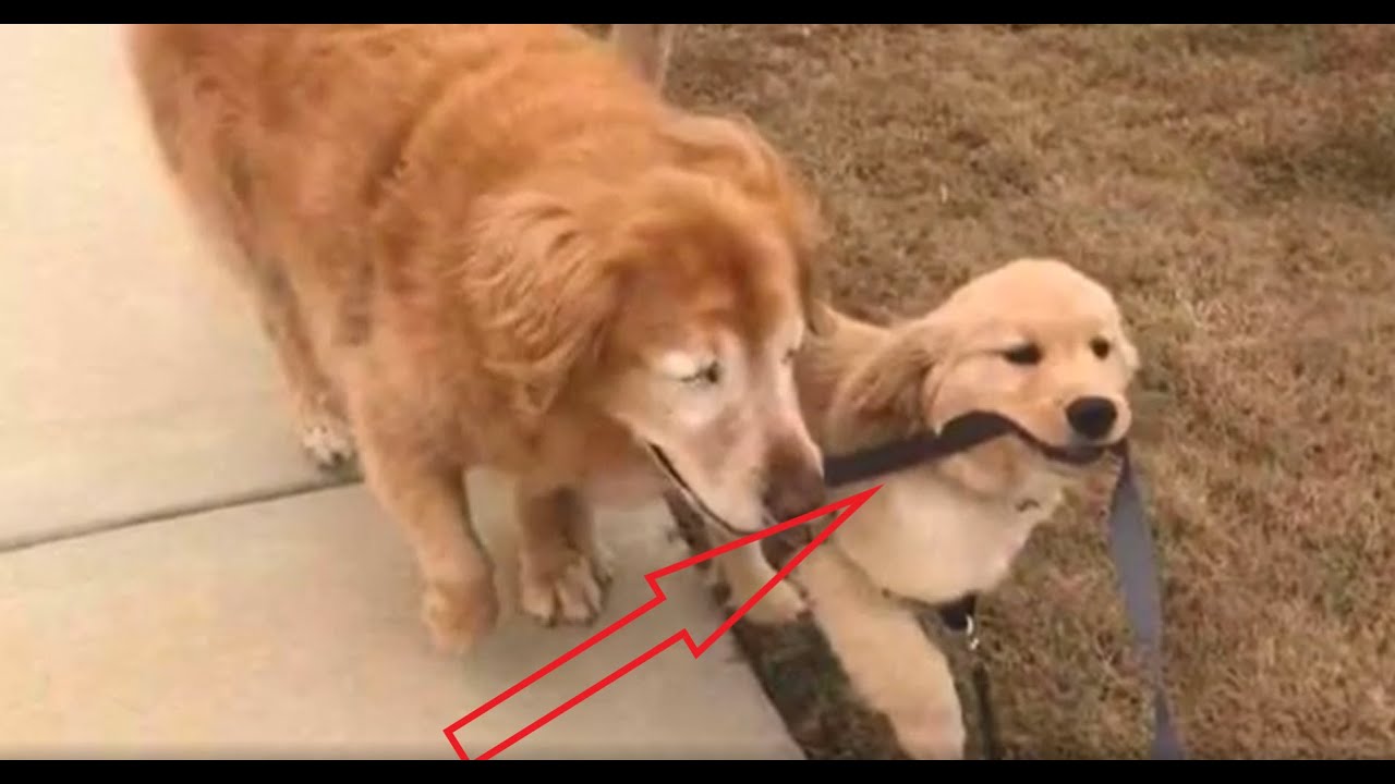 Щенок стал другом и поводырем для слепой собаки - YouTube
