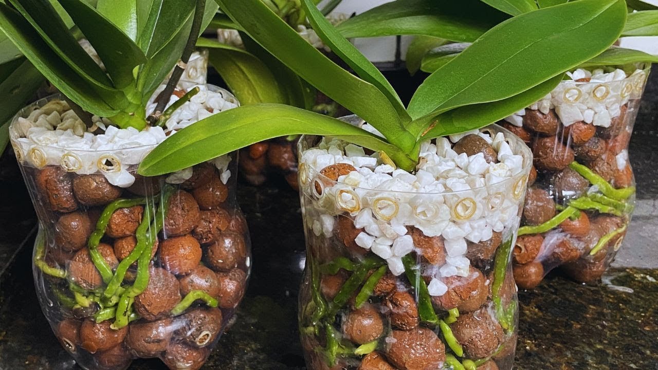 DEPOIS QUE FIZ ESSE MÉTODO NUNCA MAIS  PERDI NENHUMA ORQUÍDEA SEM RAIZES | JD Orquídeas