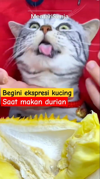 Funny cat expression when eating durian 😂 #shorts #funny #cat #cats