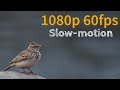 Slow-motion Bird Photography #birds#Slow-motion#wildlifephotography#wildlife