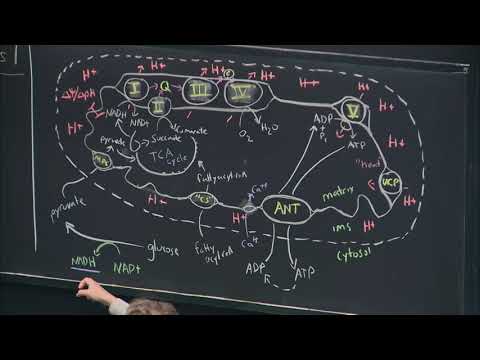 26. Oxidative Phosphorylation/Photosynthesis I thumbnail