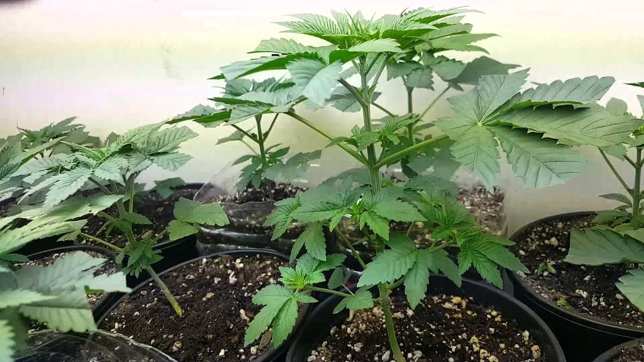 Week 3 of vegetation grow