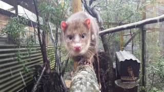 Cute Quoll in snow | Devils@Cradle