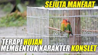TERAPI HUJAN memiliki MANFAAT pembentukan KARAKTER  Lovebird KONSLET