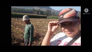 vlog pagi ini diajak ndesel di sawah