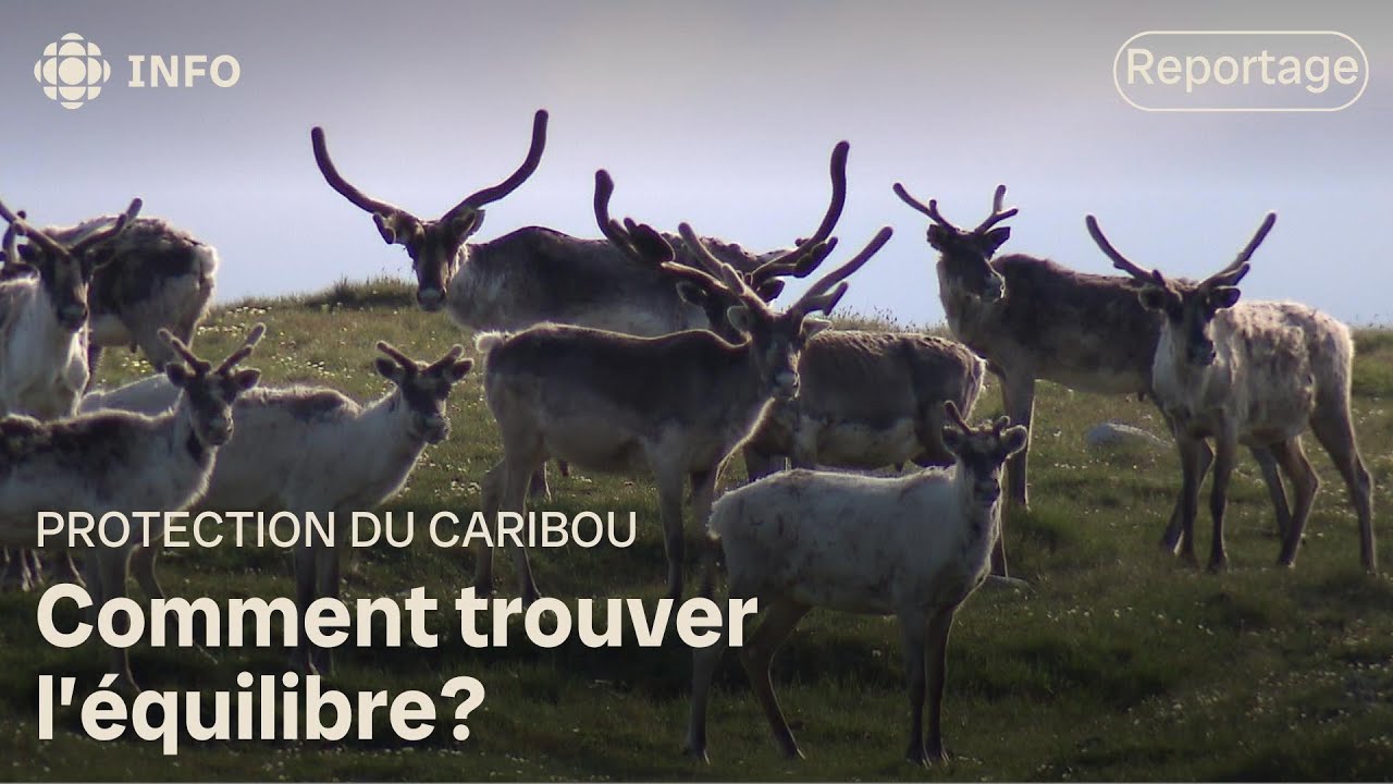 Protection du caribou : un décret qui sème l’inquiétude - YouTube
