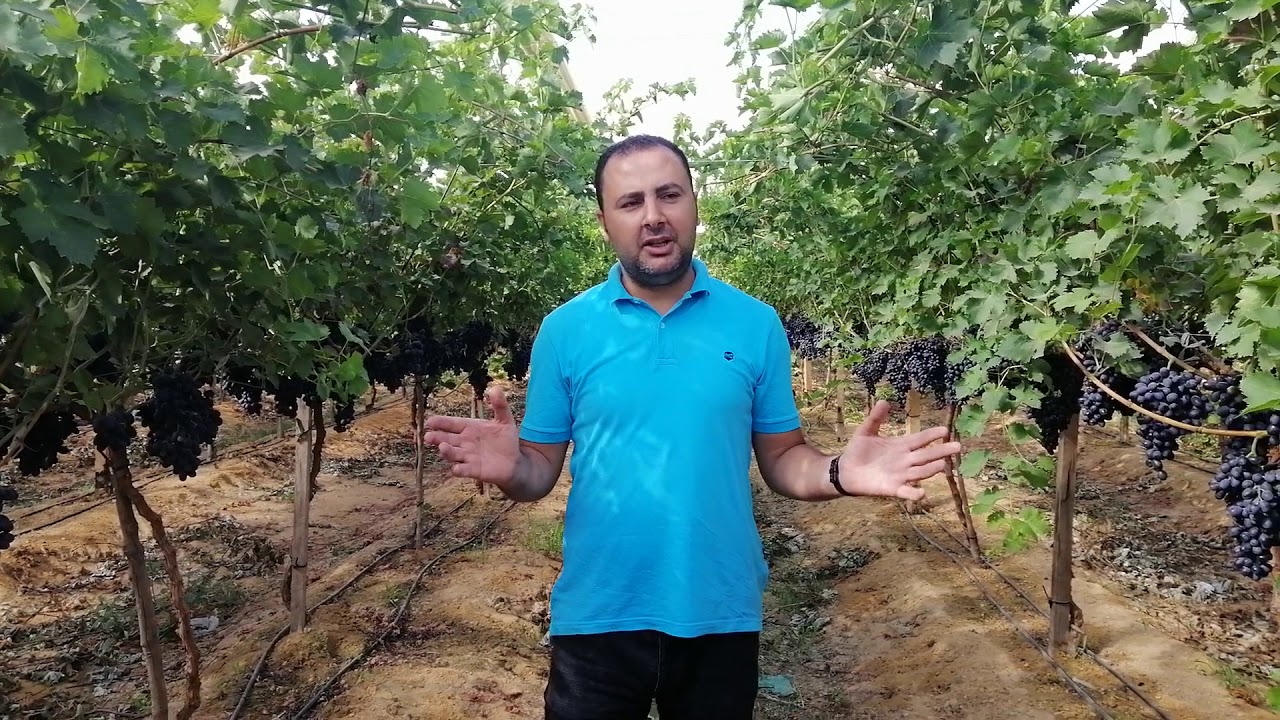 فيديو عن أهم المعاملات في العنب البلاك ماجيك