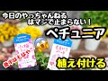 ◆【後半の雑談が…】ペチュニアは真面目に植えてます！