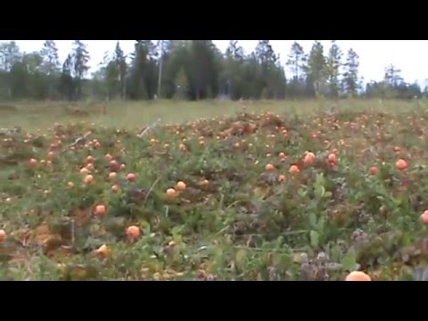 MOROSZKA,HJORTRON