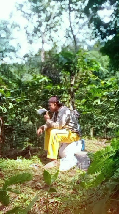 jalani syukuri @kandang.sobat.ngarit @oscarfarmofficial