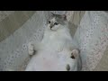 お尻を叩くと何故か喜ぶ我が家の猫