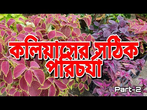 আগস্ট মাসে কলিয়াস গাছের সঠিক পরিচর্যা || Coleus Second Potting Mix U0026 Care ||