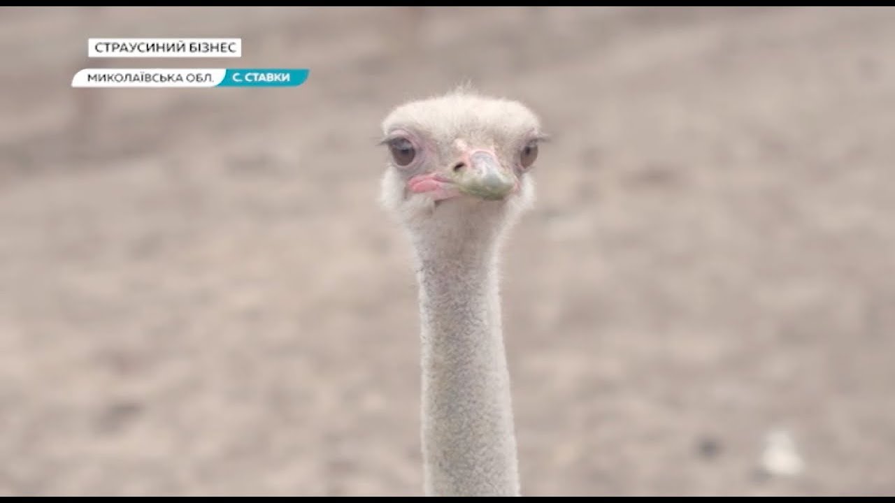 Як розбагатіти на страусиних фермах | Ранок з Україною