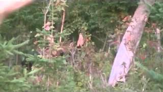 Information Moose Call 2015 New Brunswick Canada Guide
