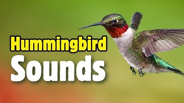 Ruby-throated Hummingbird Sounds (Buzzing and Chirping at Feeder)
