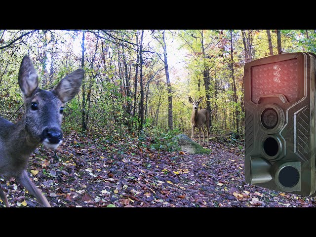 J'ai laissé une caméra pendant 54 jours dans une forêt 