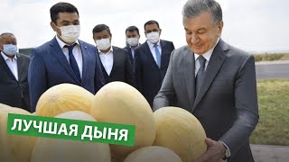 УЗБЕКСКАЯ ДЫНЯ: Почему в Узбекистане самая вкусная дыня?