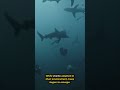 Sharks Are Older Than Trees! 🌊🦈 Mind-Blowing Evolution Fact!