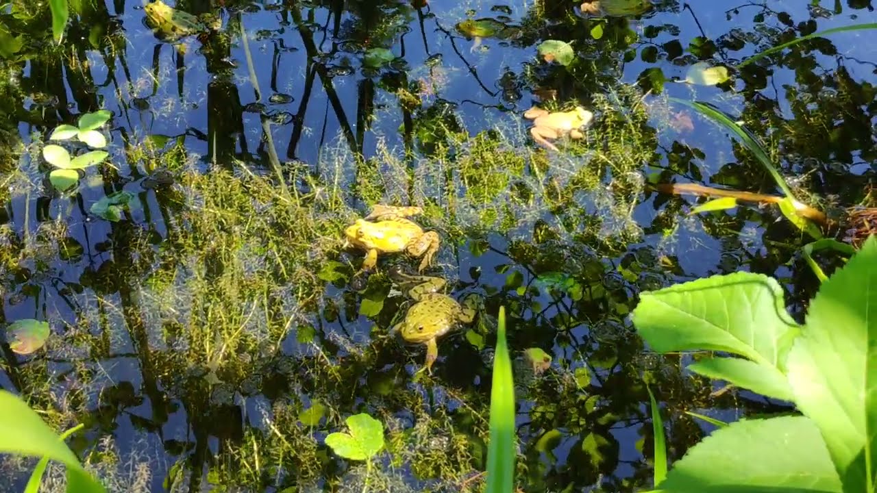 Froschkonzert Frösche quaken im Teich Wasserfrösche YouTube