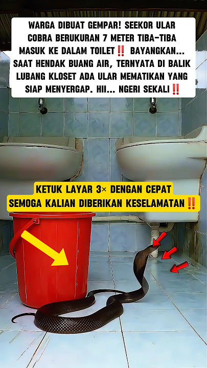Warga Dibuat Gempar Dengan Ular Cobra itu‼️Kalian Tidak Akan Percaya #shorts #shoct #fypviral