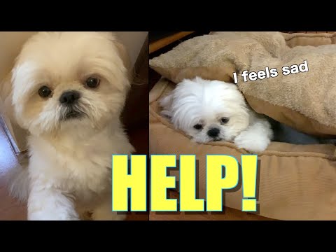 My Dog Got Sick & Tired At Home | How to Treat Shih Tzu Dog&rsquo;s "Sickness"?