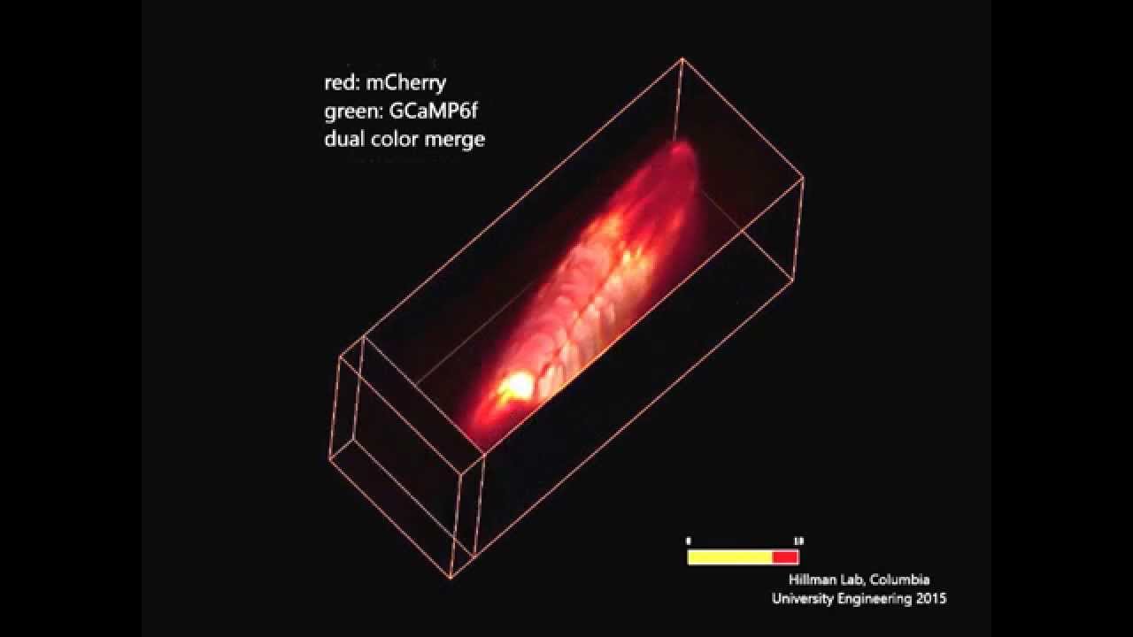 Swept Confocally Aligned Planar Excitation (SCAPE) Microscopy - YouTube