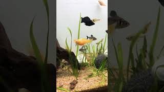 planted aquarium setup | A4 aquarium Ahmedabad | #a4aquarium #fish #aquariumaccessories #viralshort