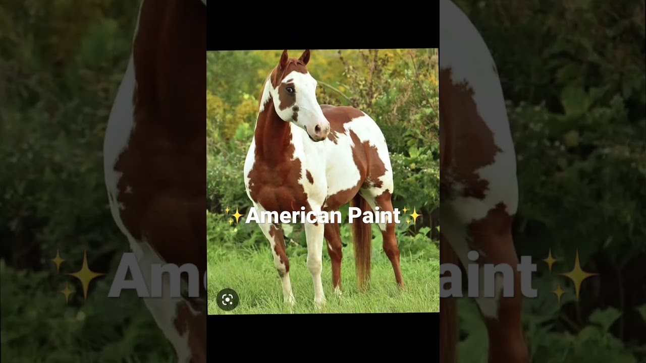 ✨American paint✨🤌🐎 