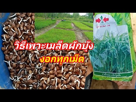 วีดีโอ: การขยายพันธุ์เมล็ดพันธุ์ผักบุ้ง – เมล็ดงอกของผักบุ้ง