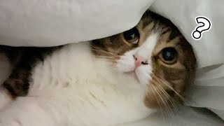 お布団に侵入したのがバレて不思議そうにしている猫w