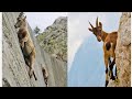 Mountain goats  the incredible ibex defies gravity despite its hooves