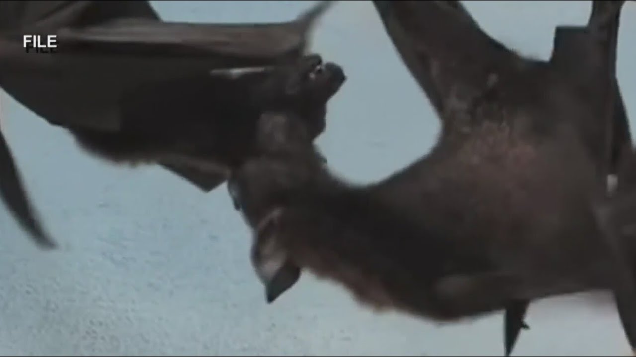 IDPH issues rabid bat warning - YouTube