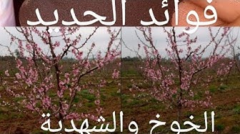 الخوخ Youtube