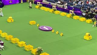 2023 Westminster Kennel Club Junior Showmanship Finals