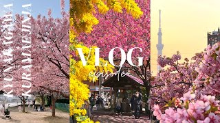 VLOG #4 東京都內2個賞櫻好去處| 舊中川河津櫻x Skytree x ... 