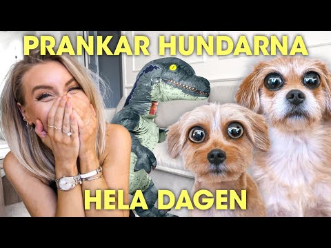 Video: Hundraser från Skottland