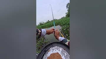 Câu cá diếc tự nhiên ở Gia Bình-Bắc Ninh