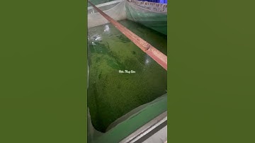 Ấp trứng ốc nhồi, ốc bươu đen cho người mới  #hieuthuysan #ocbuouden #ocnhoi