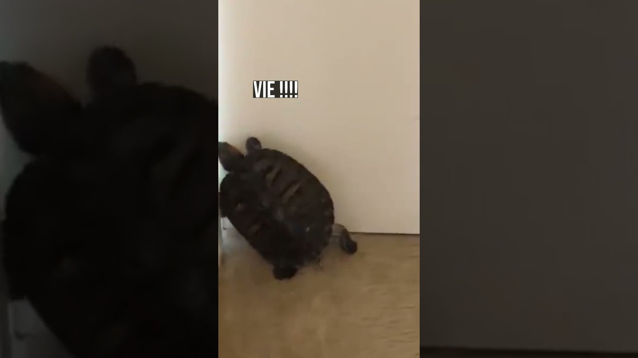 L'ANIMAL LE PLUS PERVERS DU MONDE - Drôle D'Animaux