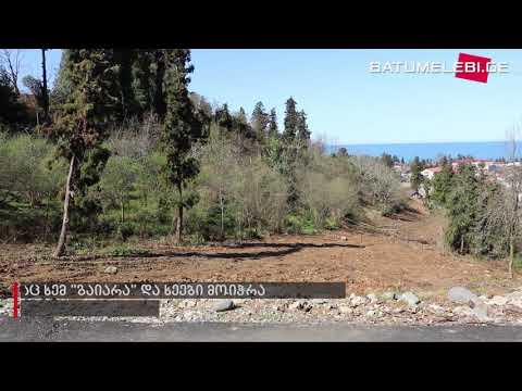 ადგილი მახინჯაურში საიდანაც ხე წაიღეს