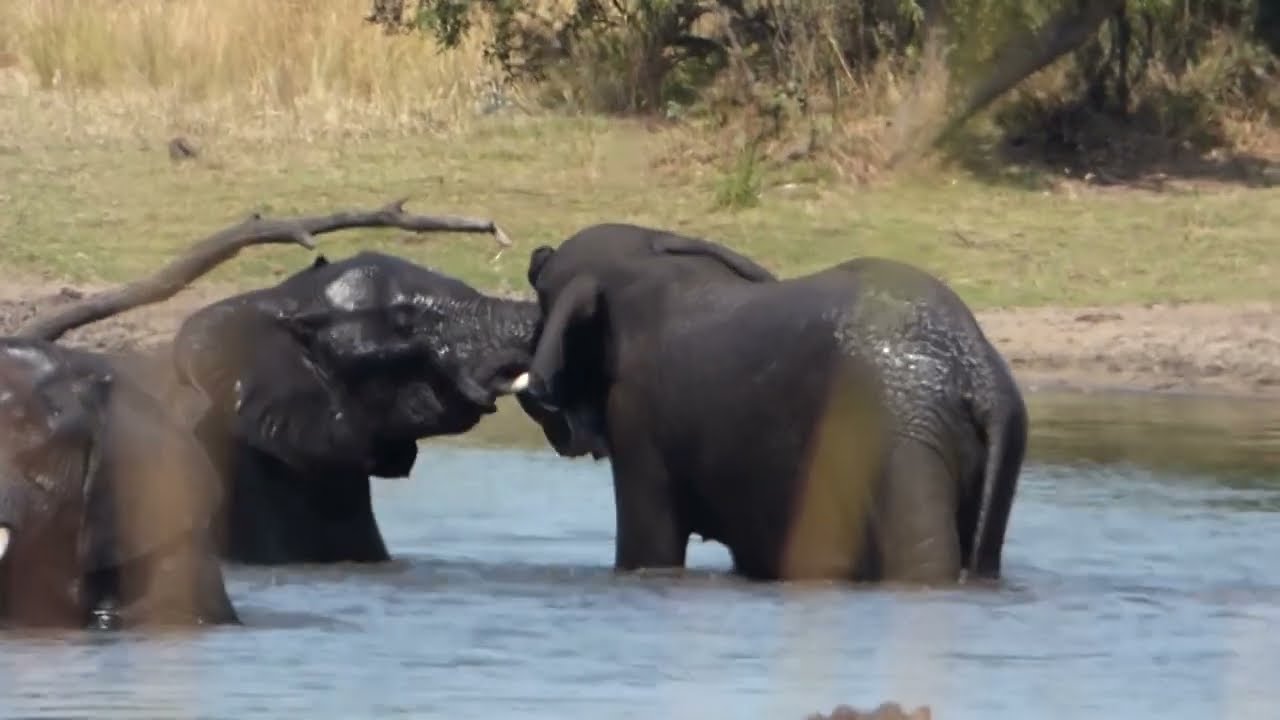 A long look at Elephants part 2