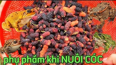 Nuôi Cóc và phụ phẩm thu hoạch được