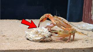 5 Months Training a Crab… Then I Put It Against a Tier 5 (Crab Evolution Story)